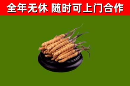 德清回收冬虫夏草
